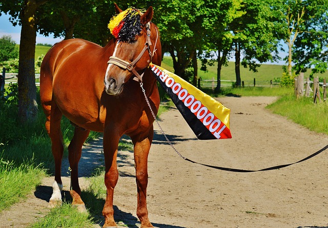 布伦森，欧文，詹姆斯。。东契奇的压轴队友们。。。。49亮90回复.